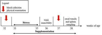 Regulatory T Cell Modulation by Lactobacillus rhamnosus Improves Feather Damage in Chickens